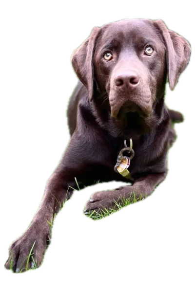Buddy